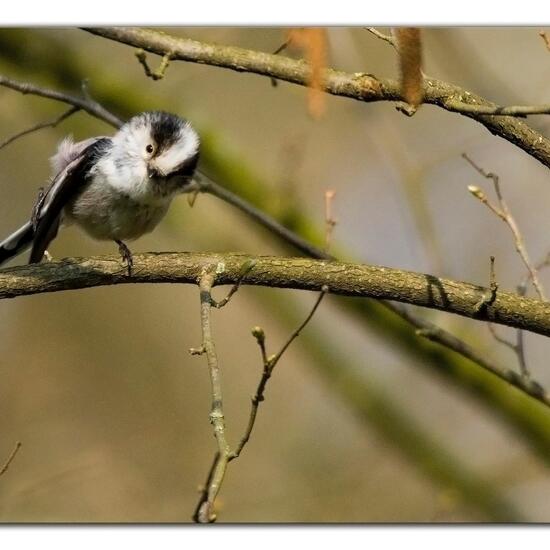 Schwanzmeise: Tier im Habitat Borealer Nadelwald in der NatureSpots App