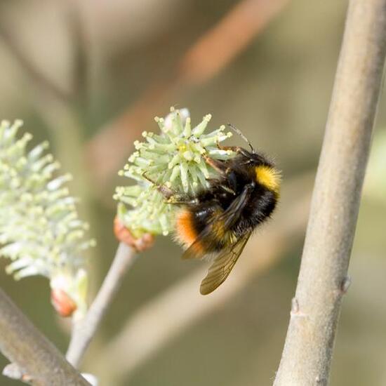 Wiesenhummel: Tier im Habitat Grasland und Büsche in der NatureSpots App