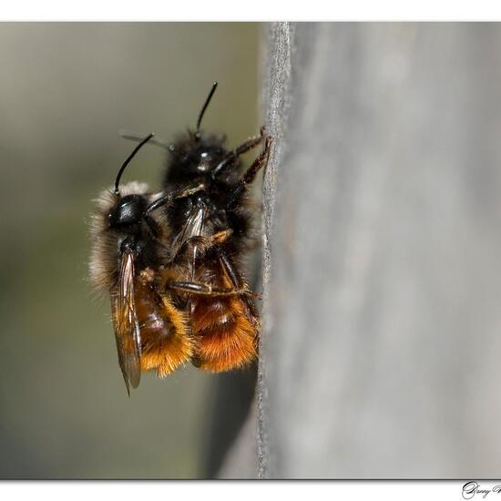 Osmia cornuta: Animal in habitat Garden in the NatureSpots App