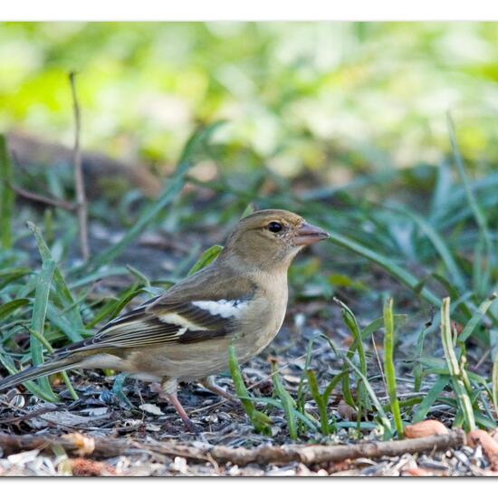 Buchfink: Tier im Habitat Borealer Nadelwald in der NatureSpots App