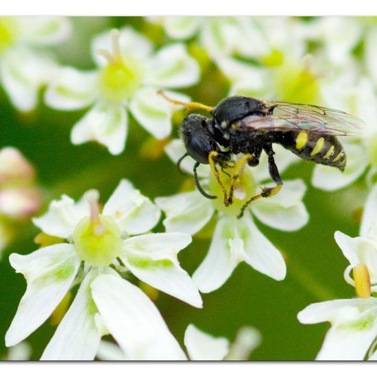 Oxybelus bipunctatus: Tier im Habitat Grasland und Büsche in der NatureSpots App