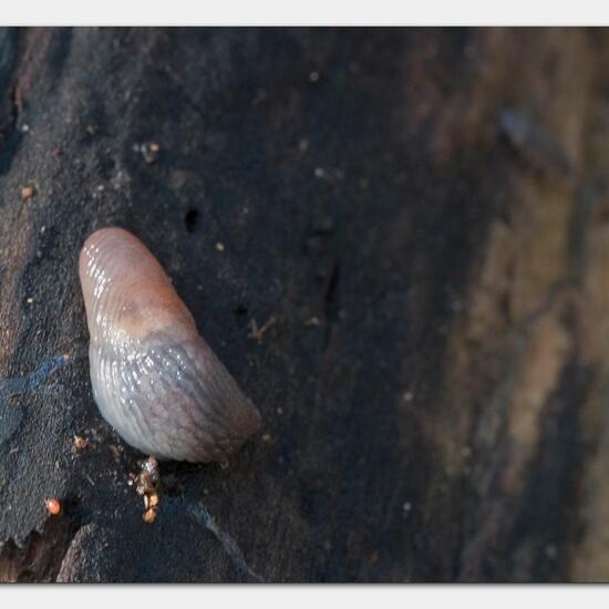 Genetzte Ackerschnecke: Tier im Habitat Grasland und Büsche in der NatureSpots App