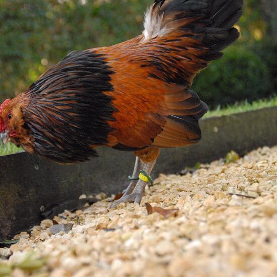 Gallus sp.: Tier in der Natur in der NatureSpots App