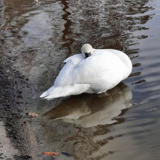 Cygnus: Tier in der Natur in der NatureSpots App