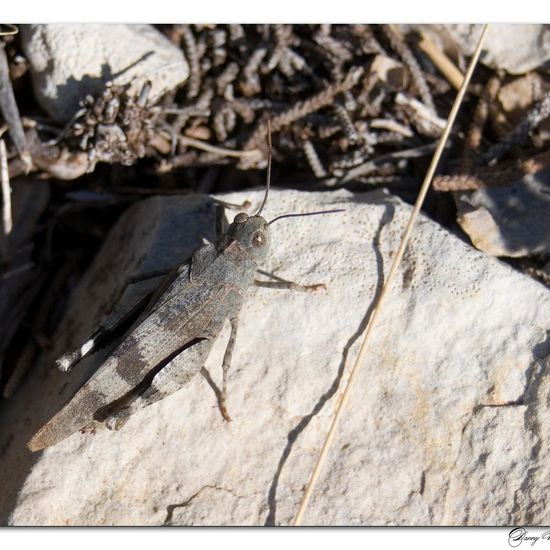 Blauflügelige Ödlandschrecke: Tier im Habitat Berge und Felsen in der NatureSpots App