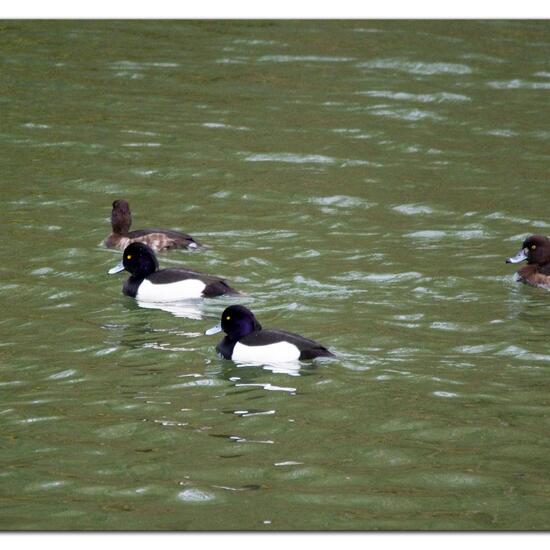 Tufted Duck: Animal in habitat Park in the NatureSpots App