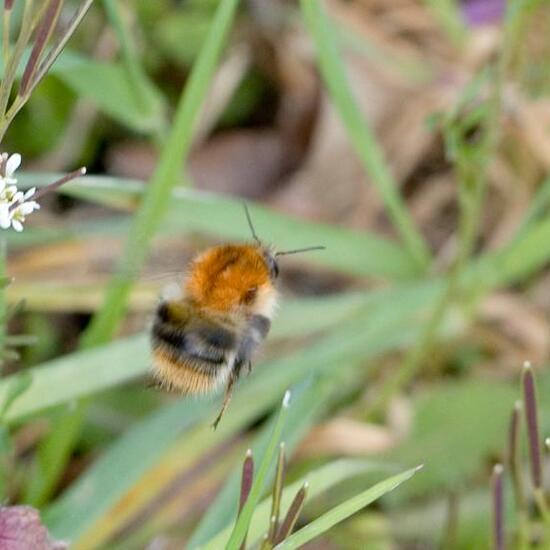 Ackerhummel: Tier im Habitat Grasland und Büsche in der NatureSpots App