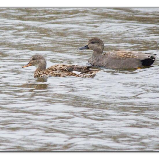 Mareca strepera strepera: Tier im Habitat Süßwasser in der NatureSpots App