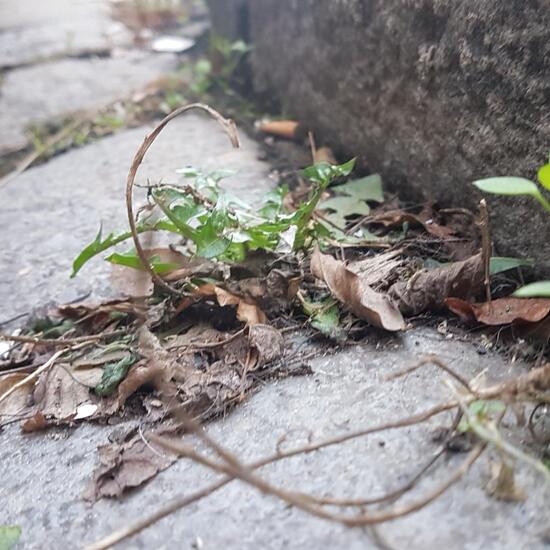 Landschaft: Stadt und Garten im Habitat Strasse/Verkehr in der NatureSpots App