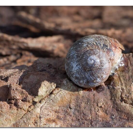 Gefleckte Weinbergschnecke: Tier im Habitat Grasland und Büsche in der NatureSpots App