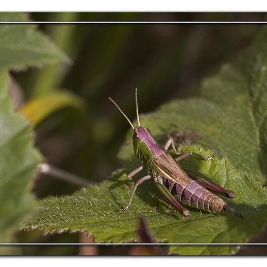 Pseudochorthippus parallelus: Animal in habitat Semi-natural grassland in the NatureSpots App