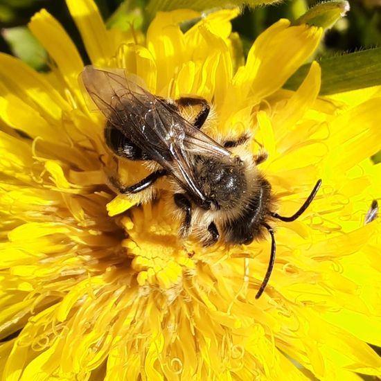 Weiden-Sandbiene: Tier im Habitat Landwirtschaftliche Wiese in der NatureSpots App