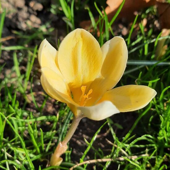 Crocus chrysanthus subsp. chrysanthus: Plant in nature in the NatureSpots App