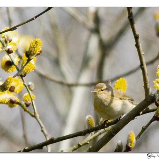 Common Chiffchaff: Animal in habitat Forest in the NatureSpots App