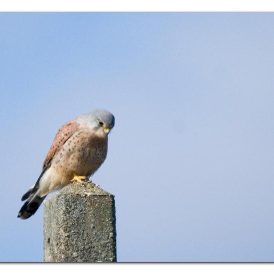 Common Kestrel: Animal in habitat Agriculture in the NatureSpots App