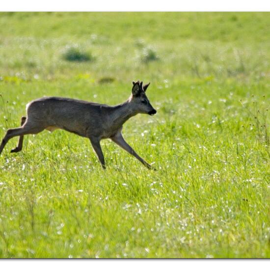 Roe deer: Animal in habitat Agricultural meadow in the NatureSpots App