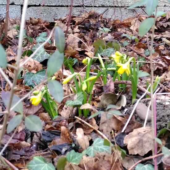 Narzissen: Pflanze im Habitat Garten in der NatureSpots App