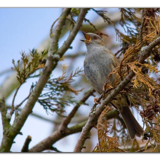 Dunnock: Animal in habitat Garden in the NatureSpots App