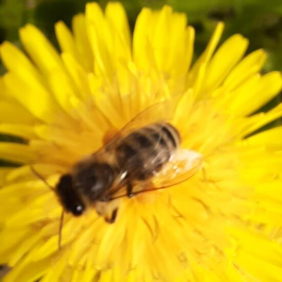 Apis mellifera: Animal in habitat Road or Transportation in the NatureSpots App