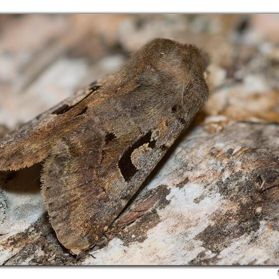 Gothica-Kätzcheneule: Tier im Habitat Garten in der NatureSpots App