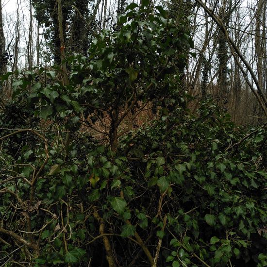 Hedera helix: Plant in habitat Riparian forest in the NatureSpots App