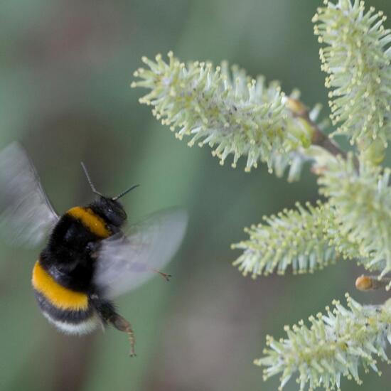 Dunkle Erdhummel: Tier in der Natur in der NatureSpots App