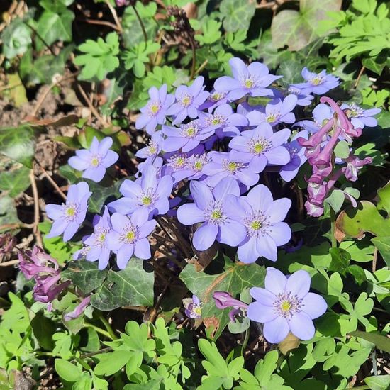 Leberblümchen: Pflanze im Habitat Stadt und Garten in der NatureSpots App