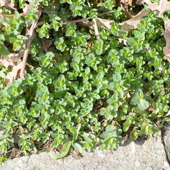 Hypericum spectabile: Pflanze im Habitat Strasse/Verkehr in der NatureSpots App