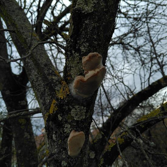 Phellinus tuberculosus: Mushroom in habitat Garden in the NatureSpots App