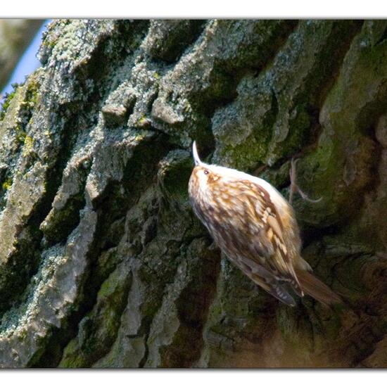 Short-toed Treecreeper: Animal in habitat Boreal forest in the NatureSpots App