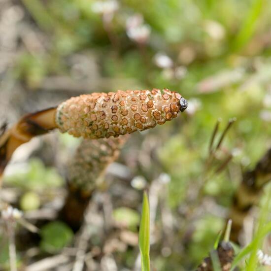 Equisetum arvense: Plant in habitat Road or Transportation in the NatureSpots App