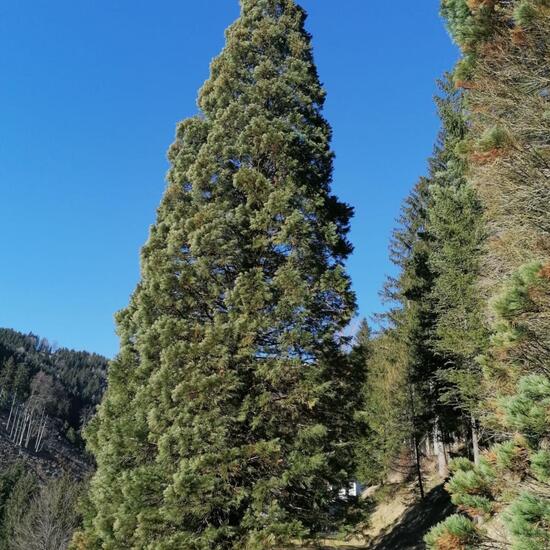 Sequoiadendron giganteum: Plant in habitat Park in the NatureSpots App