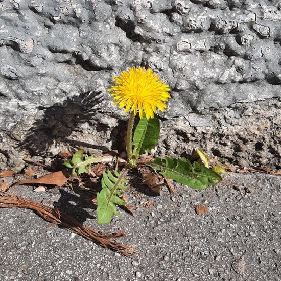 Taraxacum fasciatum: Plant in nature in the NatureSpots App