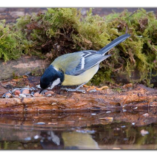 Great Tit: Animal in habitat Boreal forest in the NatureSpots App