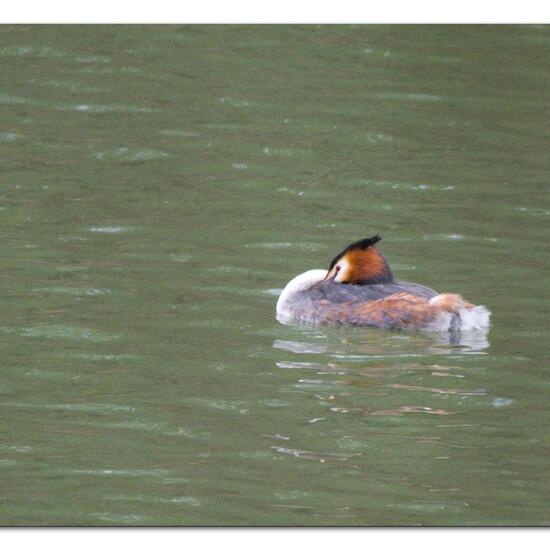 Kormoran: Tier im Habitat Park in der NatureSpots App