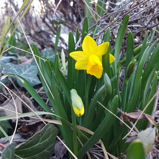 Narzissen: Pflanze im Habitat Guerilla gardening in der NatureSpots App