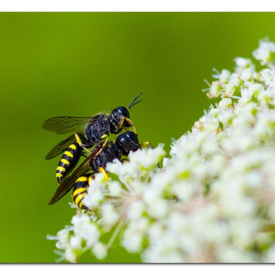 Ectemnius dives: Tier im Habitat Grasland und Büsche in der NatureSpots App