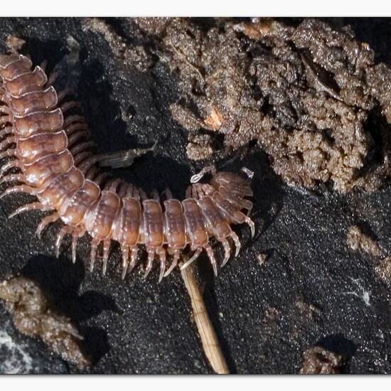 Polydesmidae: Tier im Habitat Grasland und Büsche in der NatureSpots App