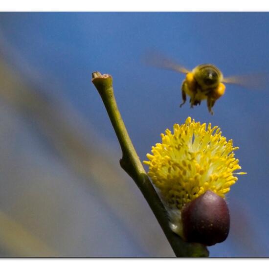 Westliche Honigbiene: Tier in der Natur in der NatureSpots App