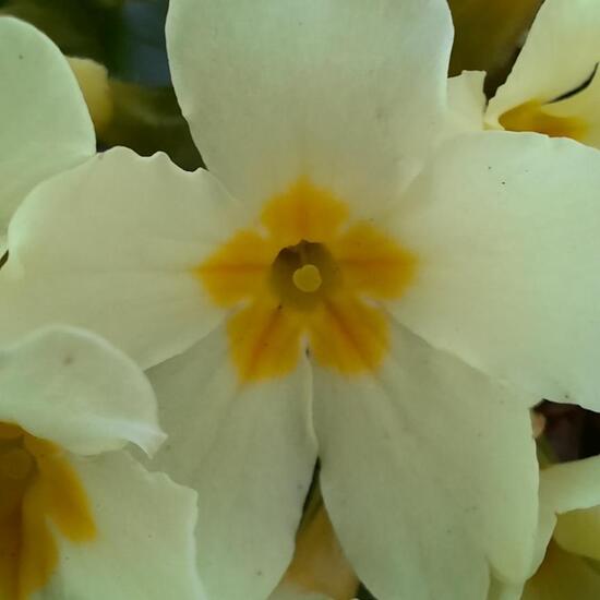 Primula vulgaris: Plant in nature in the NatureSpots App