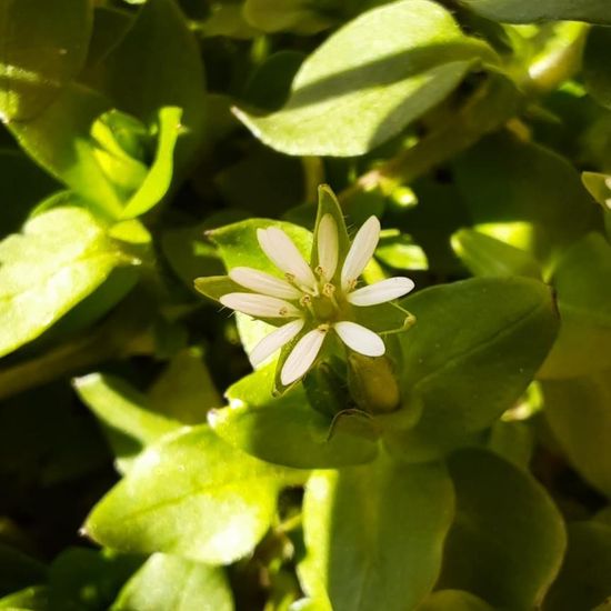 Stellaria media: Pflanze im Habitat Garten in der NatureSpots App