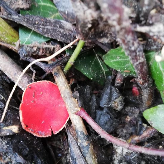 Sarcoscypha: Mushroom in habitat Riparian forest in the NatureSpots App