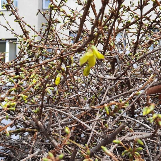 Forsythia: Plant in nature in the NatureSpots App