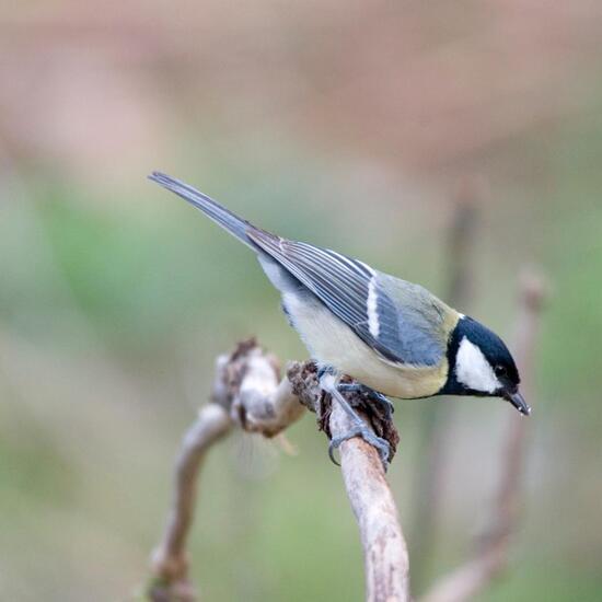 Great Tit: Animal in habitat Boreal forest in the NatureSpots App