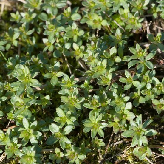 Galium mollugo: Plant in habitat Grassland in the NatureSpots App