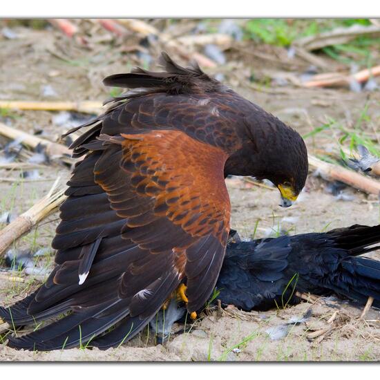 Harris's Hawk: Animal in habitat Crop cultivation in the NatureSpots App