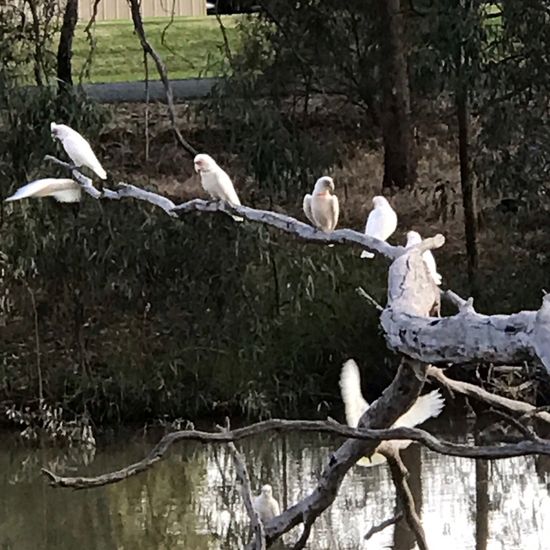 Long-billed Corella: Animal in habitat River in the NatureSpots App