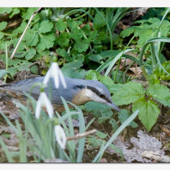 Sitta europaea: Animal in habitat Boreal forest in the NatureSpots App