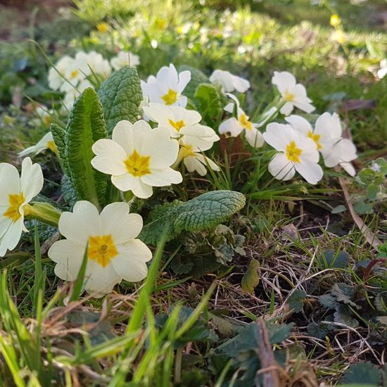 Primula vulgaris: Plant in habitat Park in the NatureSpots App