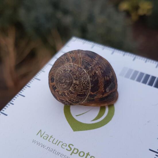 Gastropoda: Animal in habitat Park in the NatureSpots App